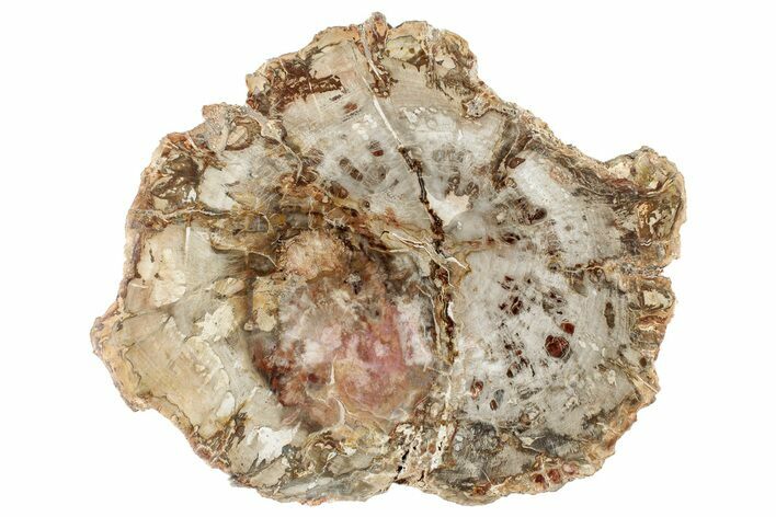 Colorful, Petrified Wood (Araucaria) Round - Madagascar #304812